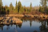 black spruce pond